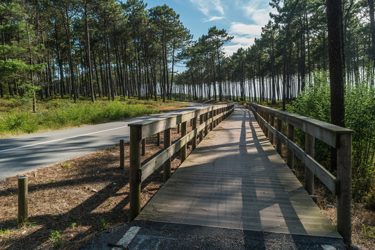 Cycling or walking trail in the green forest. Wooden walkway between Ovar and Esmoriz, Portugal. Atlantico Eco Trail