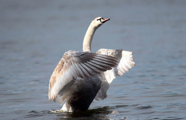Mute swan (Cygnus olor) spreads its wings on Danube river in Zemun, Belgrade, Serbia.