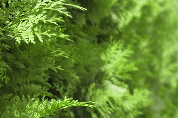 A Greenery background of leaves