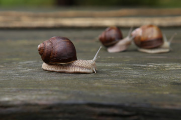 Snails on wooden board. Roman snail, Burgundy snail, edible snail or escargot.
