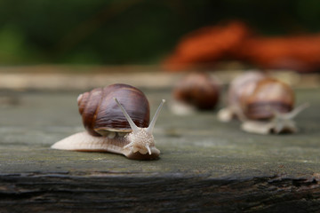 Snails on wooden board. Roman snail, Burgundy snail, edible snail or escargot.