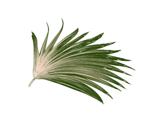 Green leaf of palm tree isolated on white background