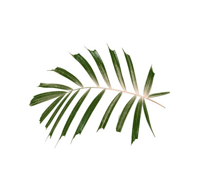 Green leaf of palm tree isolated on white background