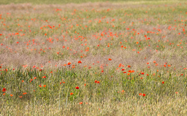 Field of Poppies in the Swedish countryside during a summer day on Baltic sea island Öland