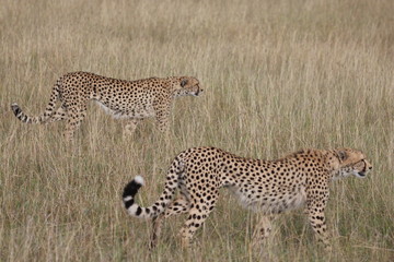 Duo de guépards