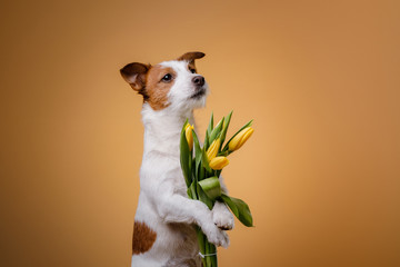Dog Jack Russell Terrier with flowers