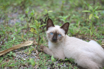 Nine Lives, Blue eyed Cat, portrait a siamese cat like soft