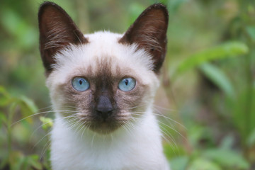 Nine Lives, Blue eyed Cat, portrait a siamese cat like soft