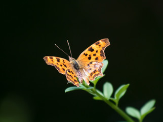 tiger moth