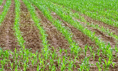 Fototapeta na wymiar New corn crops growing in rows in Farmer's field