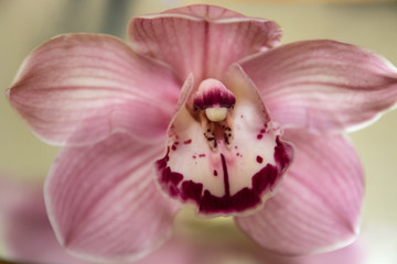 Obraz na płótnie Canvas Pink Orchid close up
