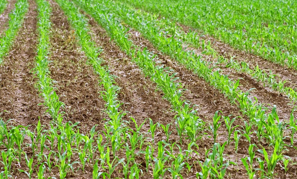 New corn crops growing in rows in Farmer's field
