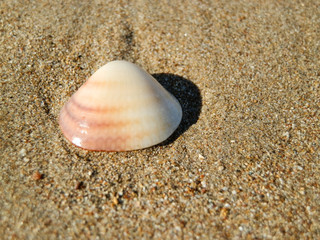 Beautiful soft shell on turkish beach