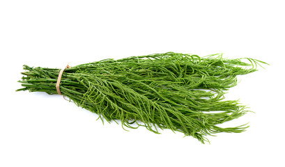 Climbing Wattle, Acacia, Cha-om on white background