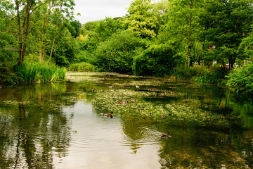 Lake with ducks. Countryside landscape