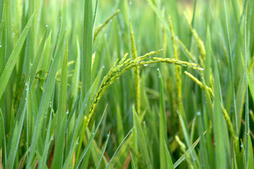 rice field