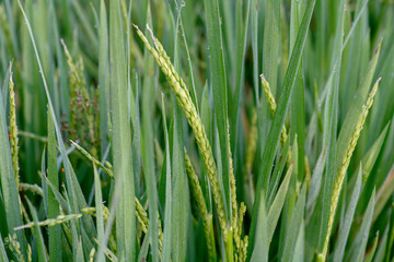 rice in field