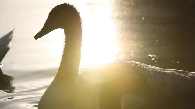 Swan swimming