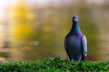 pigeon