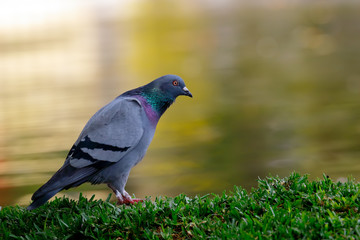 pigeon