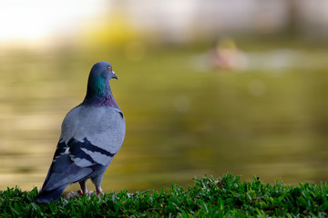 Pigeon