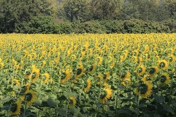 field of sunflower in summer