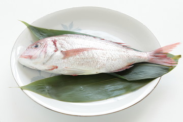 freshness Japanese sea bream 