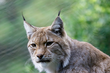 lynx