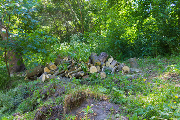 Beautiful nature and trees
