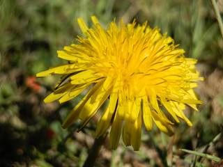Beautiful fresh dandelion on turkish beach
