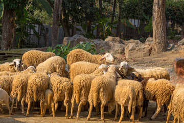 Obraz premium Flock of sheep