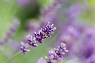 summer lavender flowering in garden