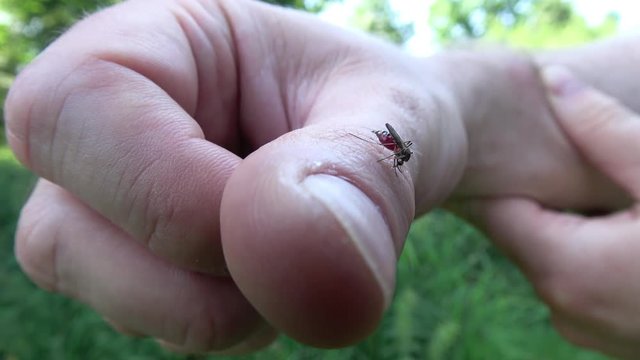 meine M&uuml;cke sitzt auf einem Daumen und saugt Blut