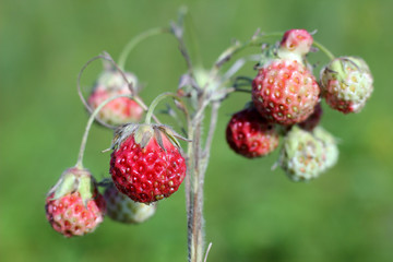 field strawberries
