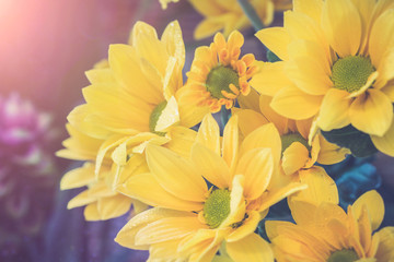 Top view and selective focus on yellow flawer of beautiful chrysanthemum with water drop