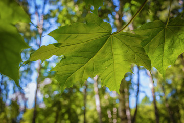 Green leaf maple