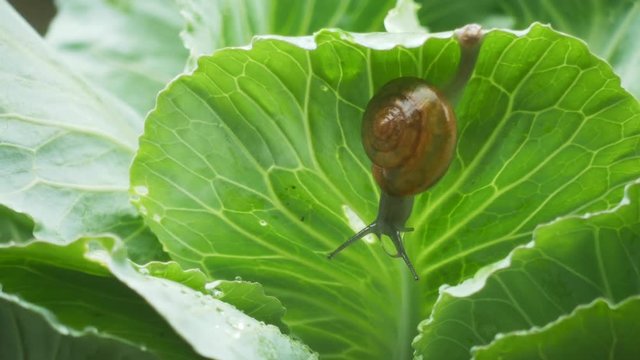 Small snail crawling on cabbage leaf in raining.