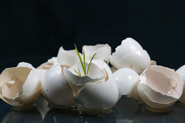 A lot of eggshells on a black background with green sprout