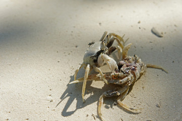hungry living crab eating dead crab on the beach natural in thailand