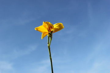 Gelbe Taglilie: Blüte vor blauem Himmel
