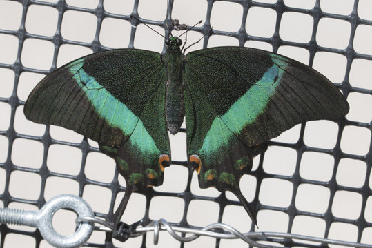 Papilio Palinurus