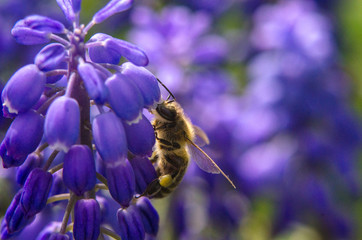 The bee pollinates the flower