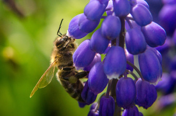 The bee pollinates the flower