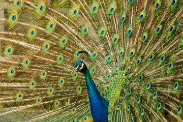 Obraz premium Peacock with colorful spread feathers