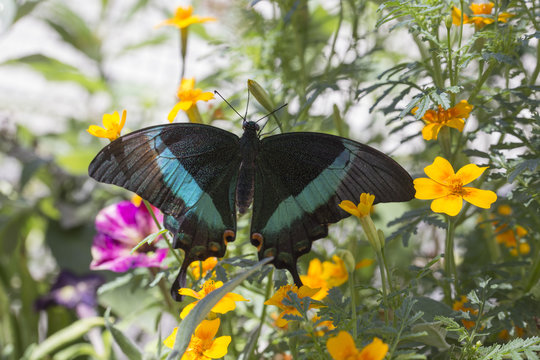 Papilio palinurus