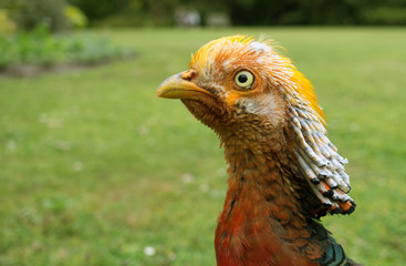 Golden pheasant bird close up