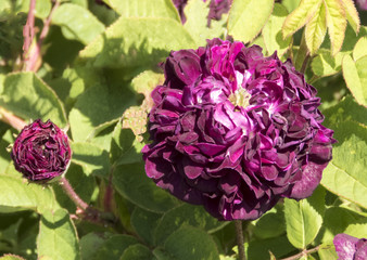 Obraz premium dark open rose