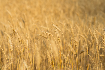Wheat crop on the field