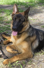 Portrait of a German shepherd