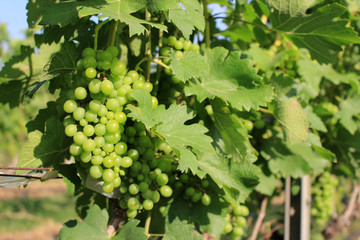 grapes with green leaves on the vine. fresh fruits in farm